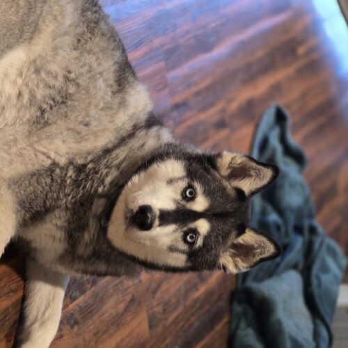 Lobo 3