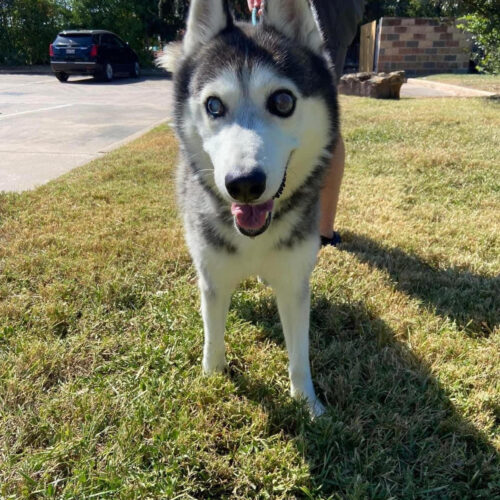 Stika