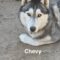 Chevy the tripod