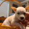 Lilly