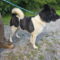 Zoey Akita