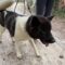 Zoey Akita