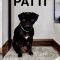 Patti Pug