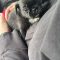 Pablo Pug