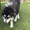 Atka