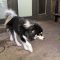 Atka
