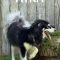 Atka